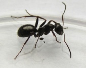 Mravenec rašelinný (Formica picea)